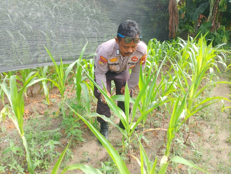 Jagung Program Ketahanan Pangan di Minas Jaya Berkembang Baik, Polsek Minas Lakukan Monitoring