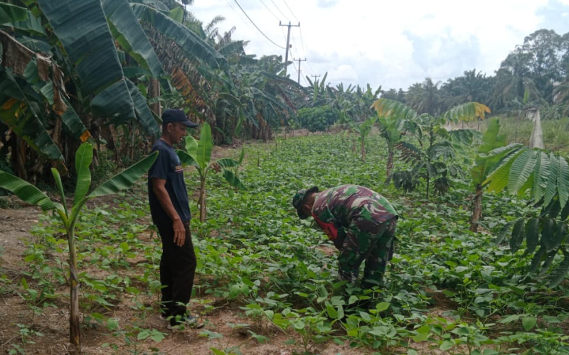 Babinsa Koramil 03 Sungai Sembilan Bantu Petani Kembangkan Tanaman Kacang Hijau