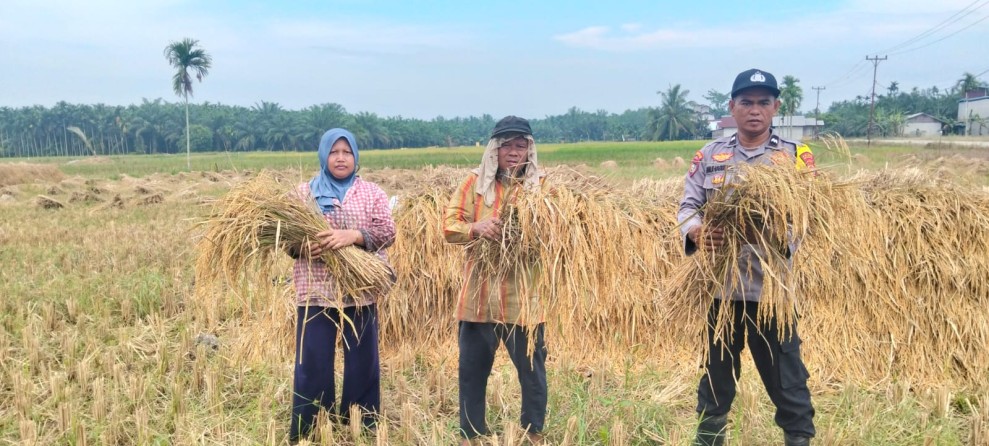 Polsek Reteh Dukung Swasembada Pangan, Petani Pulau Kecil Panen 800 Kg Padi