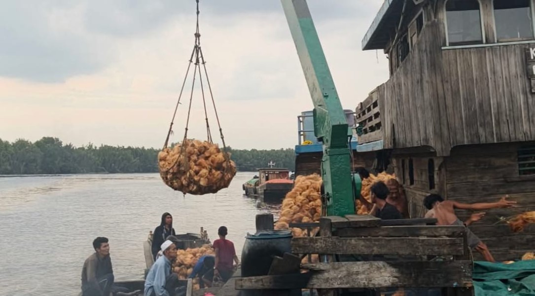 Meski Kurs Dolar Naik, Harga Kelapa Bulat di Inhil Terus Alami Penurunan hingga Rp.3,900 per Kilogram