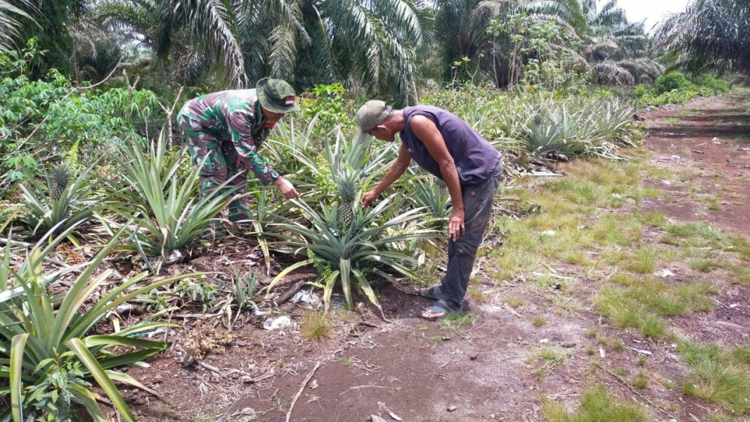 Dukung Pertanian Warga, Babinsa Koramil 03/SS Dampingi Budidaya Nanas di Bangsal Aceh