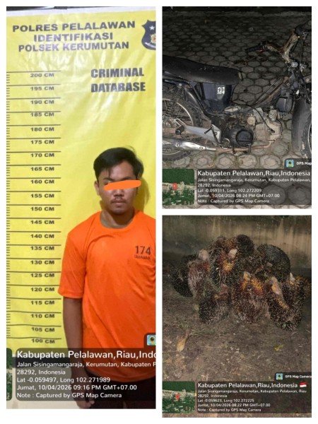 Curat Sawit Terbongkar, Pelaku Diamankan di Perkebunan PT Sari Lembah Subur