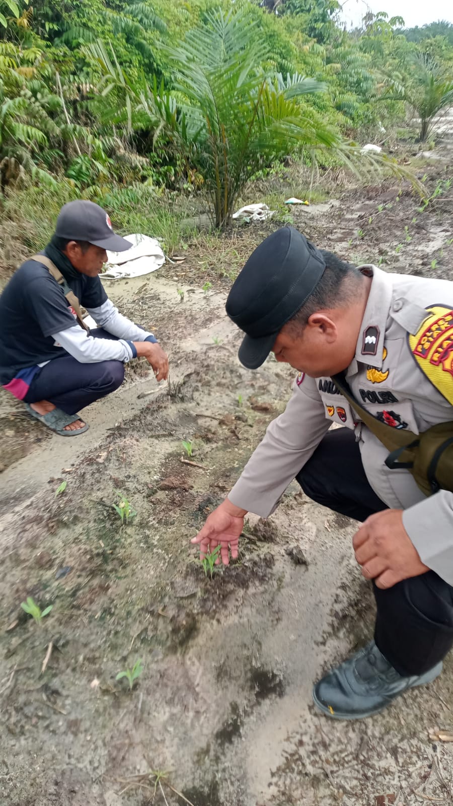 Bhabinkamtibmas Kampung Mandiangin Cek Perkembangan Jagung Pipil Usia 15 Hari, Pertumbuhan Tanaman Dinilai Cukup Baik