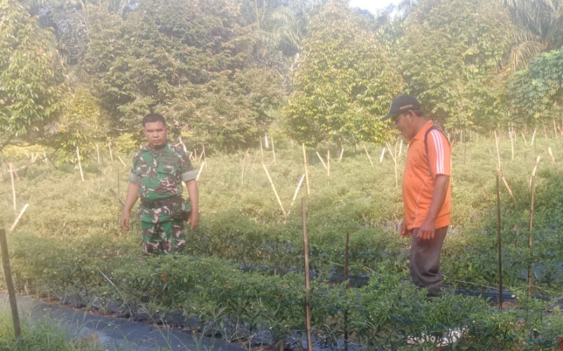 Cegah Karhutla dan Banjir, Babinsa Purnama Edukasi Warga Sekaligus Dukung Ketahanan Pangan