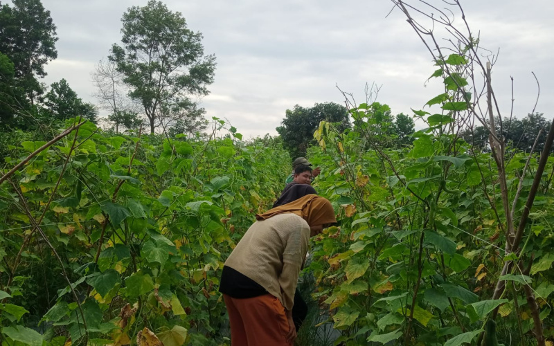 Babinsa Koramil 02 Beri Bimbingan ke Petani