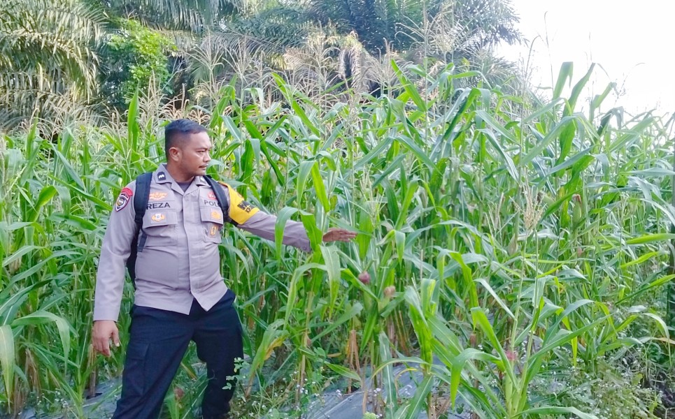 Bhabinkamtibmas Minas Timur Pantau Perkembangan Jagung Program Ketahanan Pangan, Tanaman Tumbuh Subur