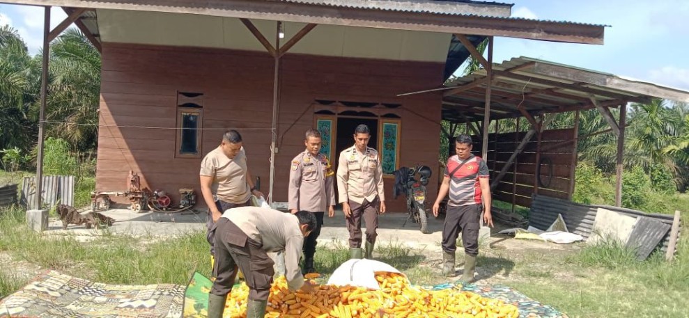 Polsek Koto Gasib Kawal Program Ketahanan Pangan, Targetkan Hasil Panen Jagung Lebih Optimal