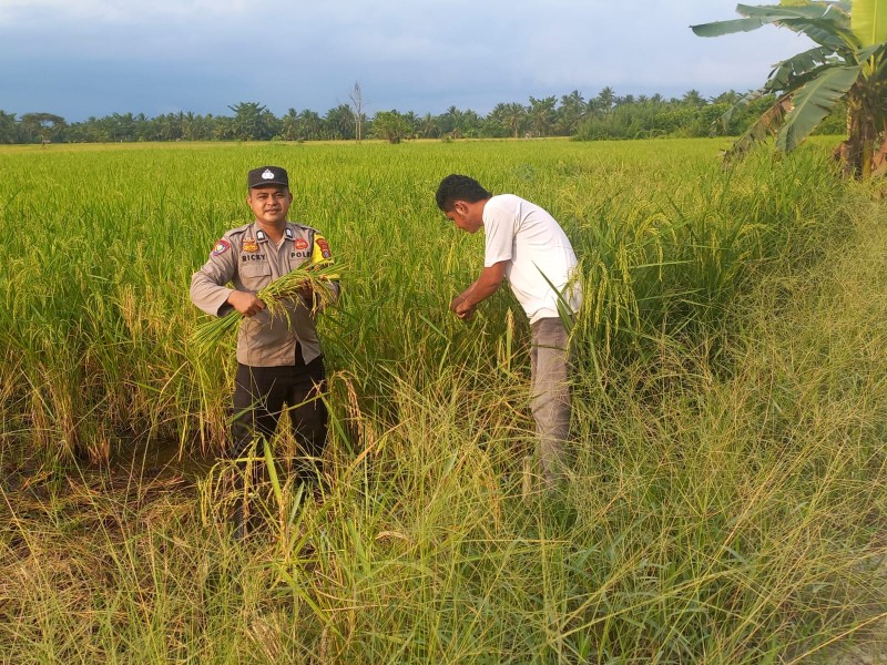 Bhabinkamtibmas Sanglar Dampingi Panen Padi, Dukung Ketahanan Pangan Nasional