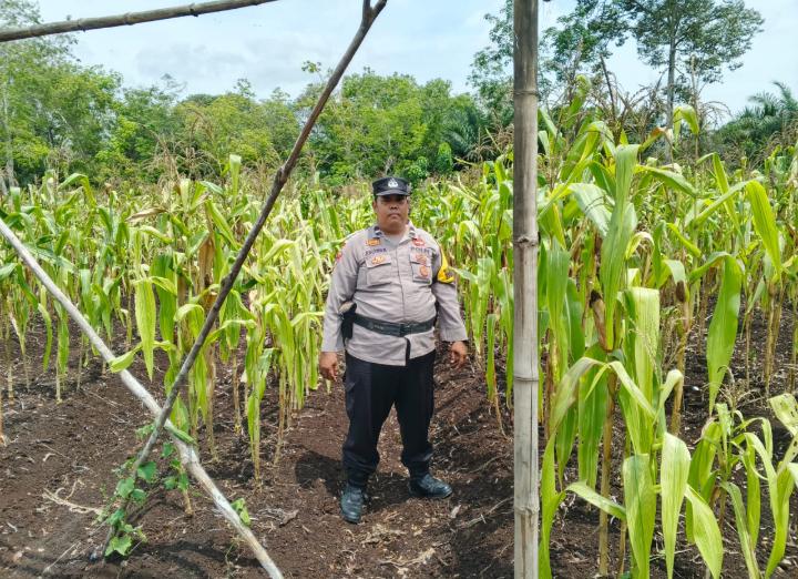 Polsek Bantan Cek Ketahanan Pangan Jagung Pipil di Desa Sukamaju, Siap Panen