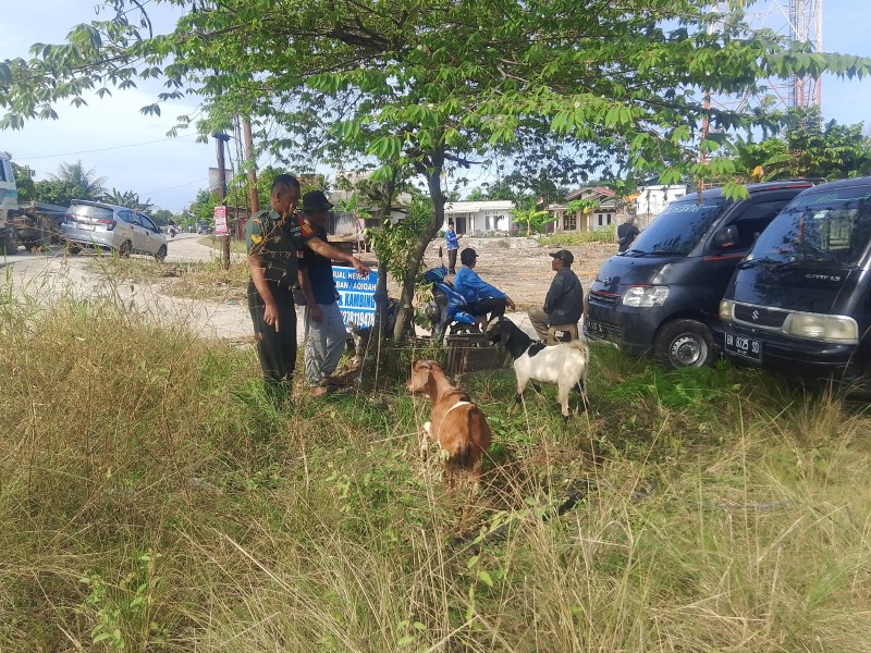 Serka A. Pardosi Lakukan Surveilans PMK di Pinang Sebatang Timur