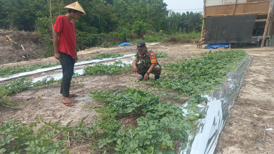 Babinsa Koramil 02/Bukit Kapur Dorong Warga Manfaatkan Lahan untuk Budidaya Semangka