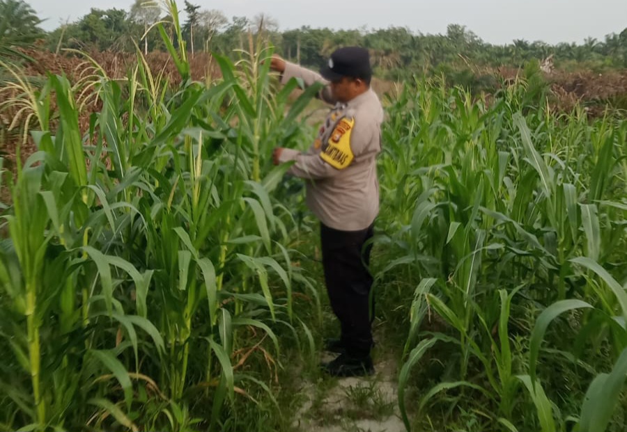 Wujud Dukungan Ketahanan Pangan Nasional, Bhabinkamtibmas Kampung Mandiangin Cek Perkembangan Jagung Pipil Usia 75 Hari