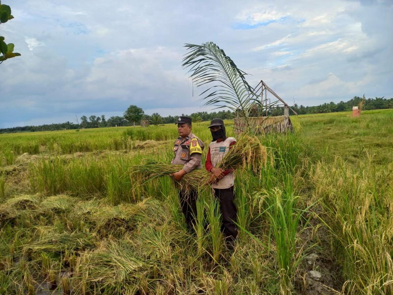 Bhabinkamtibmas Desa Sungai Undan Dampingi Panen Padi, Dukung Swasembada Pangan Nasional