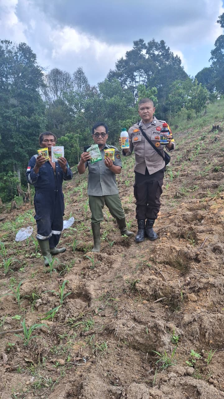 Polisi Pantau Perkembangan Jagung Program Ketahanan Pangan di Minas, Tanaman Berusia 16 Hari