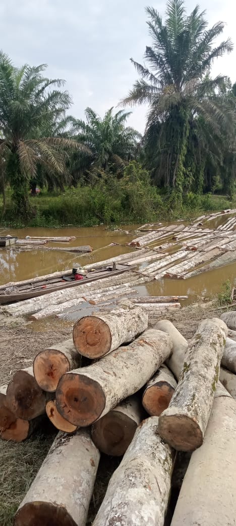 Illegal Logging Digagalkan di Langgam