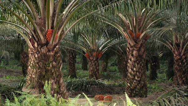 Harga TBS Sawit Swadaya di Riau Terus Membaik, Tembus Rp 3.563,89 per Kg