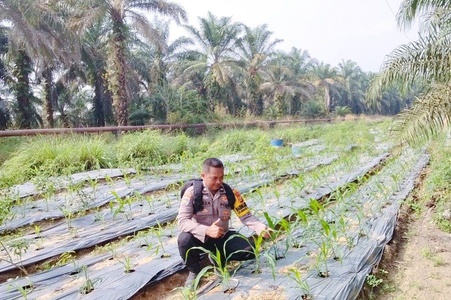 Polsek Minas Pantau Jagung Pipil Usia 25 Hari di Minas Timur, Tanaman Tumbuh Baik