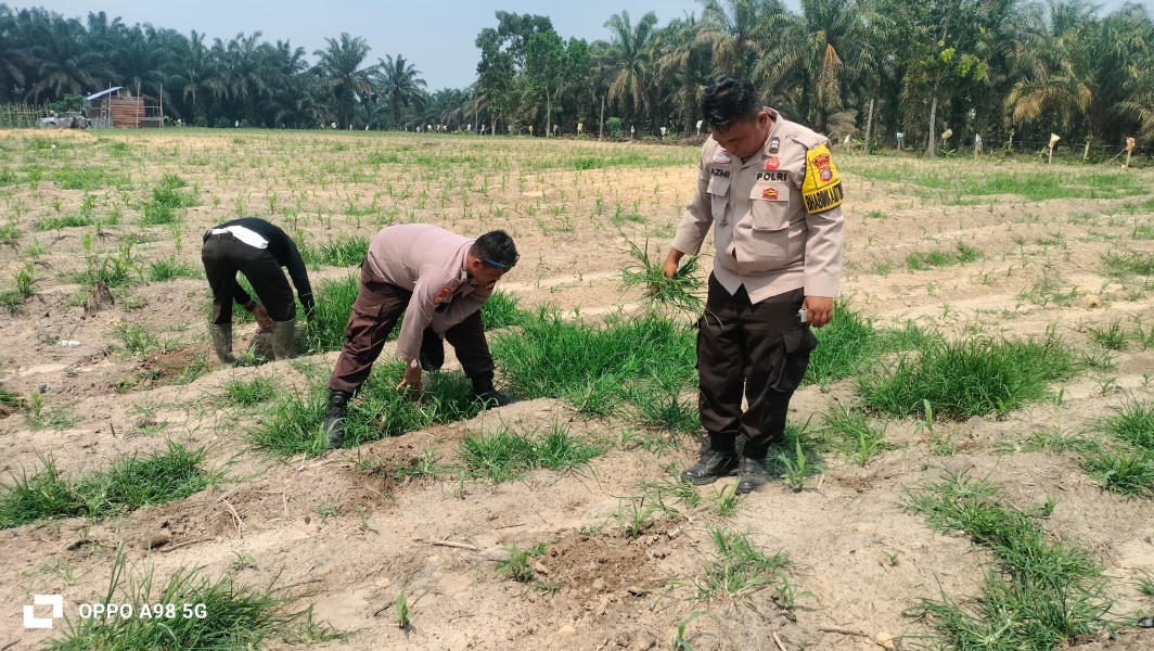 Polsek Minas Bersama TNI dan Kelompok Tani Bersihkan Lahan Jagung Program Ketahanan Pangan Nasional di Kampung Rantau Bertuah