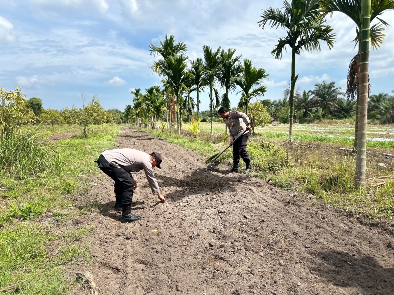 Polsek Koto Gasib Rampungkan Finishing Lahan Jagung Poktan Mekar Sari, Siap Dukung Penanaman Serentak