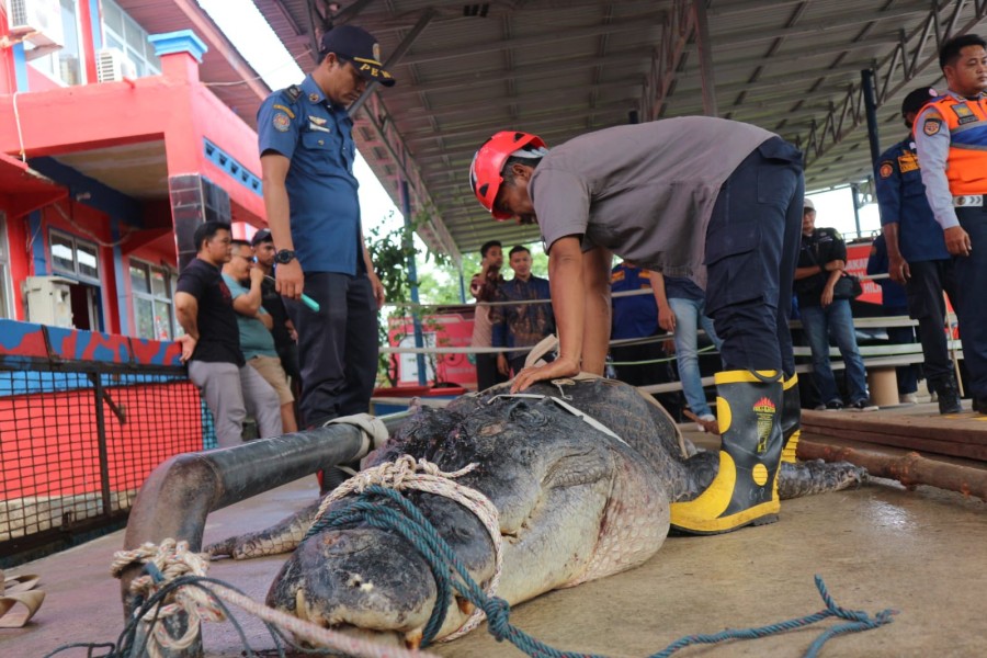 Buaya Muara Sepanjang 5,7 Meter dari Sungai Undan Ditimbang, Berat Capai 585 Kg
