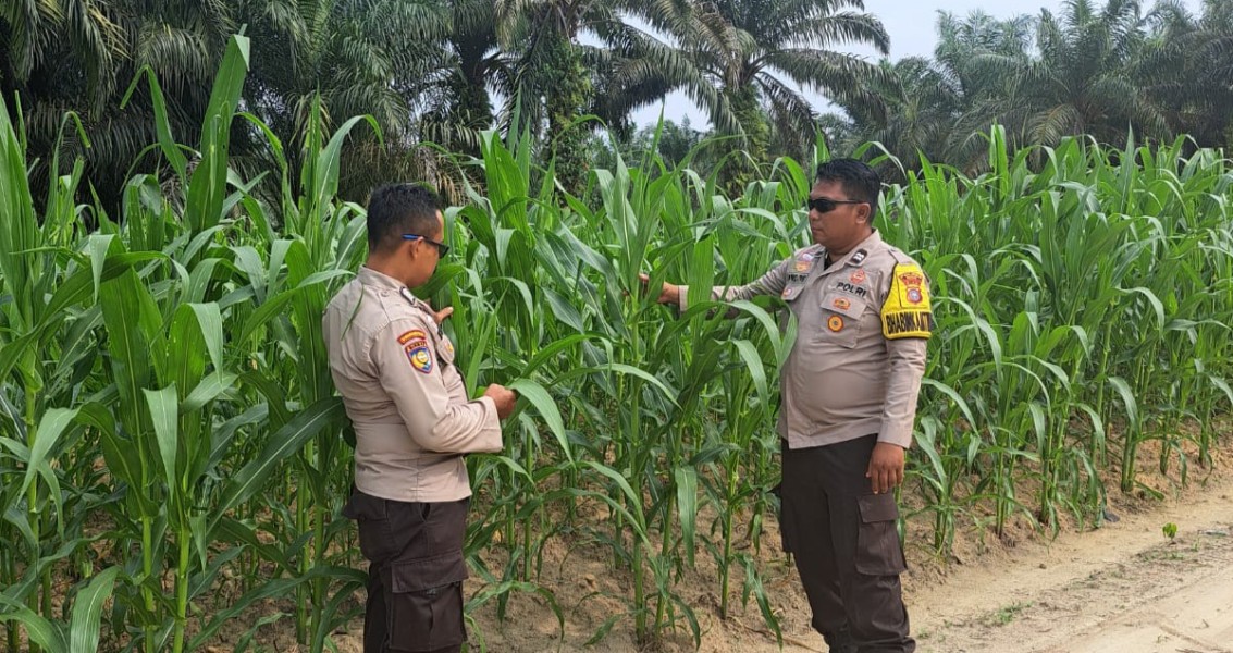 Polsek Minas Pantau Budidaya Jagung Pipil di Rantau Bertuah Terus Menunjukkan Perkembangan Positif