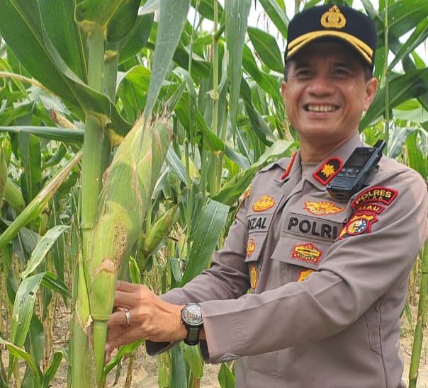 Kapolsek Minas Cek Jagung Pipil Usia 77 Hari, Tongkol Membesar Meski Diterpa Panas Ekstrem