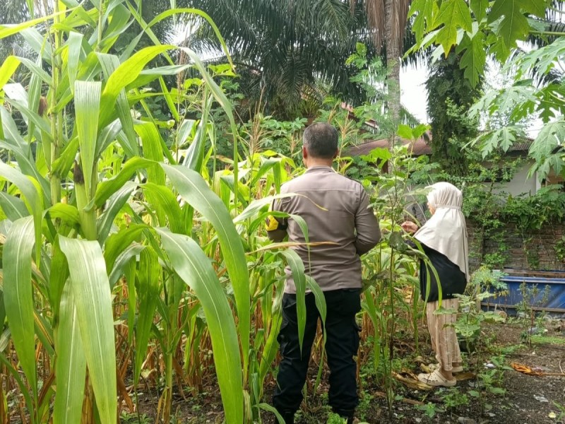 Bhabinkamtibmas Polsek Pasir Penyu Sambangi Petani Jagung, Perkuat Program Ketahanan Pangan Nasional