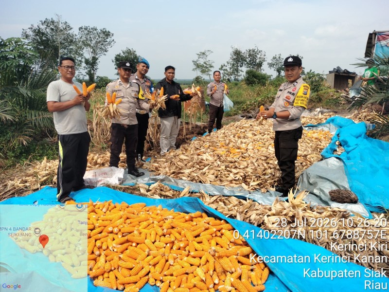 Polsek Bandar Sei Kijang Panen Jagung Pipil 1 Ton di Lubuk Ogong Dukung Program Asta Cita Ketahanan Pangan