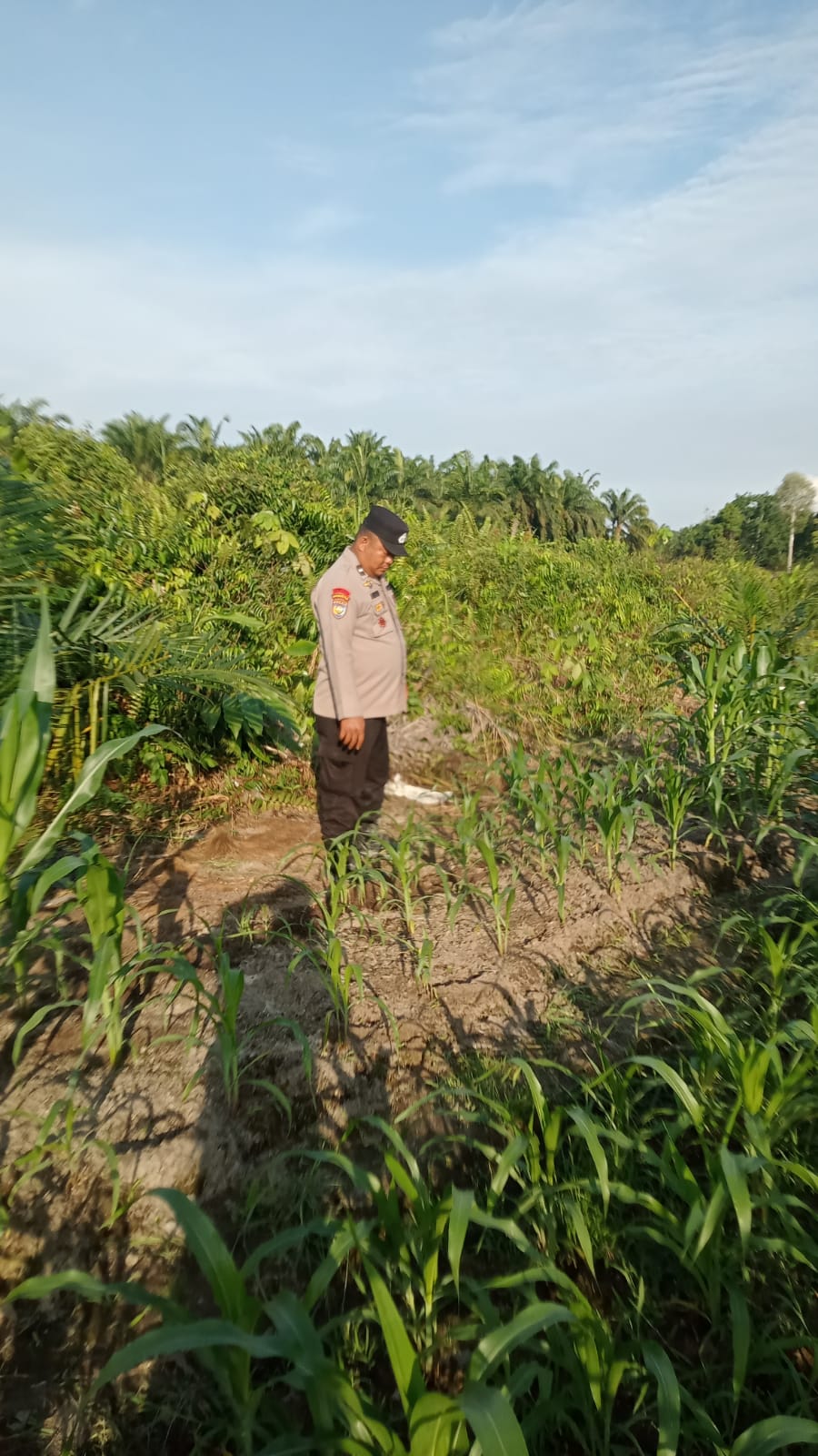 Tanaman Jagung Pipil Tumbuh Subur, Polsek Minas Lakukan Monitoring di Kampung Mandiangin
