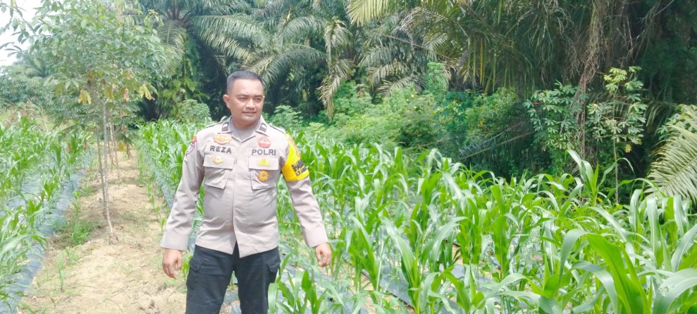 Bhabinkamtibmas Polsek Minas Secara Rutin Cek Perkembangan Jagung Pipil Program Ketahanan Pangan di Minas Timur
