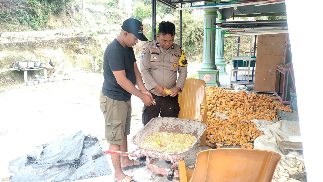 Polsek Minas Cek Perkembangan Jagung Pipil Pascapanen di Rantau Bertuah, Siapkan Koordinasi Penjualan ke Bulog