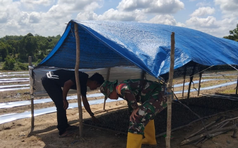 Babinsa dari Koramill 01 Patroli dan Pendampingan Terhadap Petani Semangka