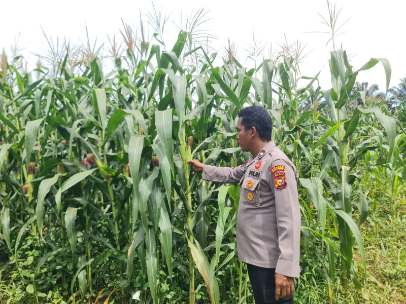 Polsek Pangkalan Kuras Progres Jagung 12 Hektar di Sialang Indah,  Polri Siap Kawal Ketahanan Pangan