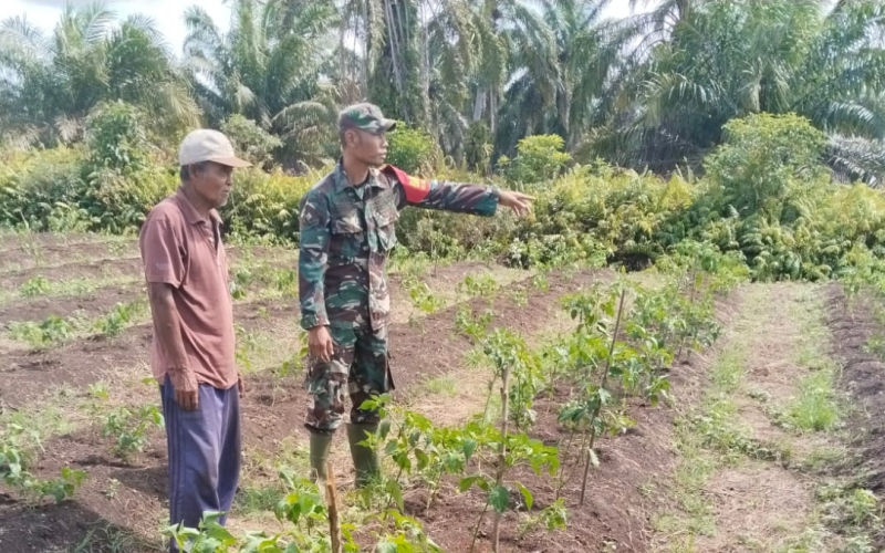 Babinsa Koramil 03/Sungai Sembilan Dampingi Petani Cabai, Perkuat Swasembada Pangan