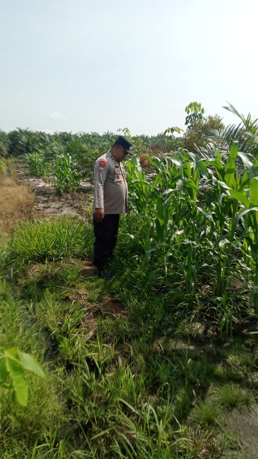 Polsek Minas Pantau Perkembangan Jagung Pipil Usia 39 Hari di Kampung Mandiangin, Tanaman Tumbuh Subur