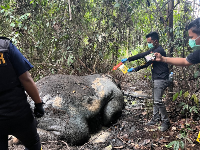 Polisi Selidiki Penyebab Gajah Mati di Konsesi PT RAPP