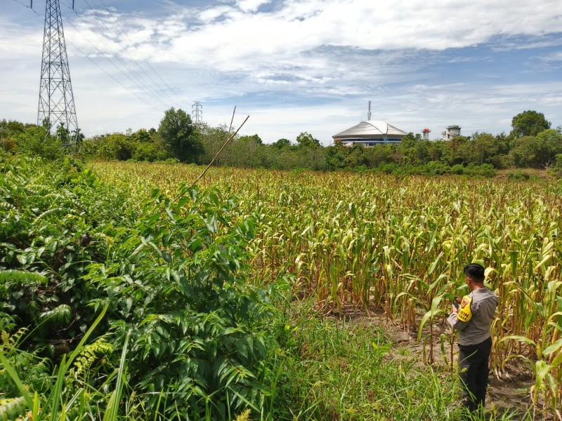 Polsek Bangkinang Barat Terus Berikan Pendampingan Petani di Desa Salo Timur untuk Perawatan Pertumbuhan Jagung Swasembada Pangan