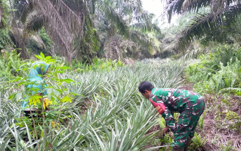 Babinsa Bangsal Aceh Dampingi Petani Nanas, Perkuat Ketahanan Pangan dan Cegah Karhutla