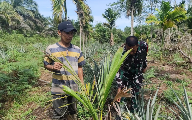 Babinsa Koramil 03 Aktif Dampingi Petani, Sosialisasikan Larangan Bakar Lahan