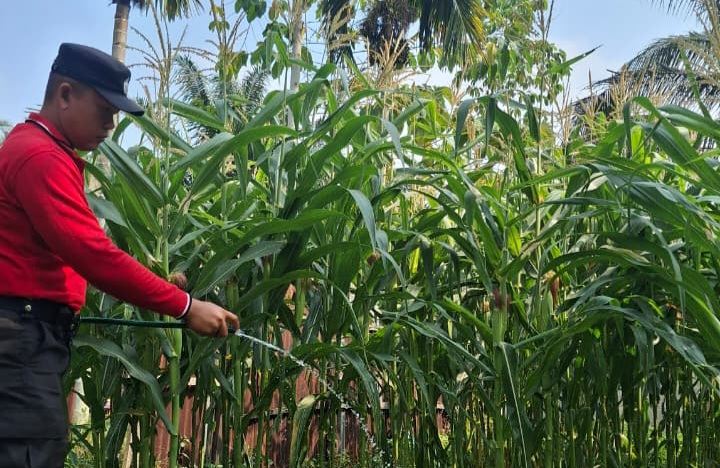 Polsek Minas Cek Perkembangan Jagung Program Ketahanan Pangan Kuartal II di Minas Jaya