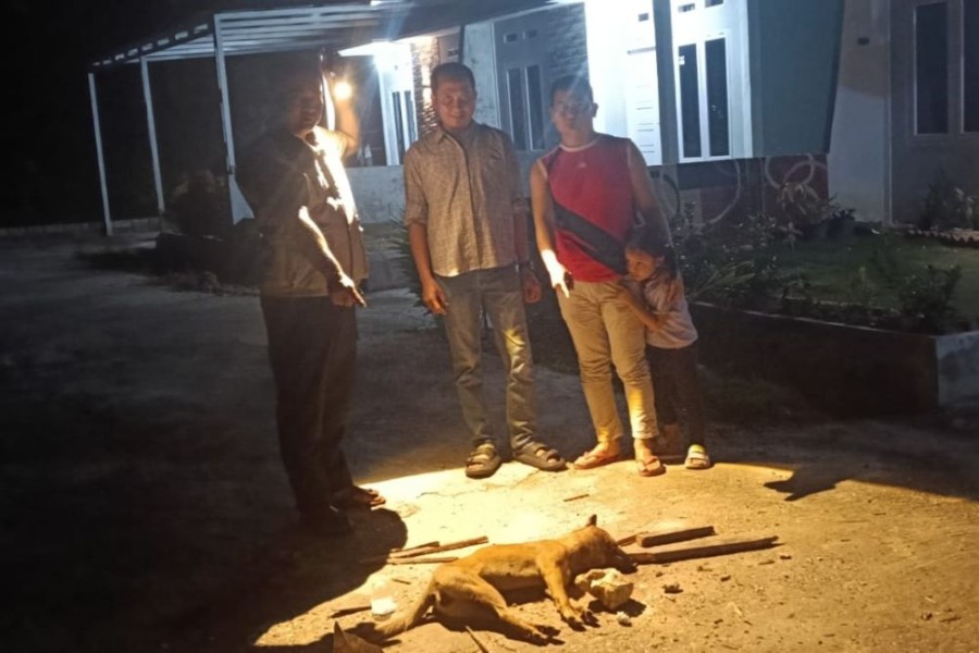 Dinkes Lakukan Pemantauan Ketat Pasca 9 Warga Pekanbaru Digigit Anjing Liar