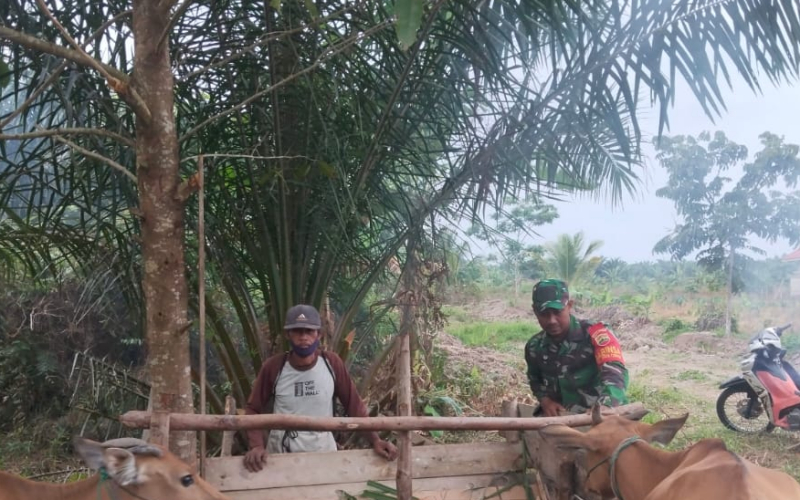 Babinsa Sungai Sembilan Cek Kesehatan Sapi dan Sosialisasi Cegah PMK