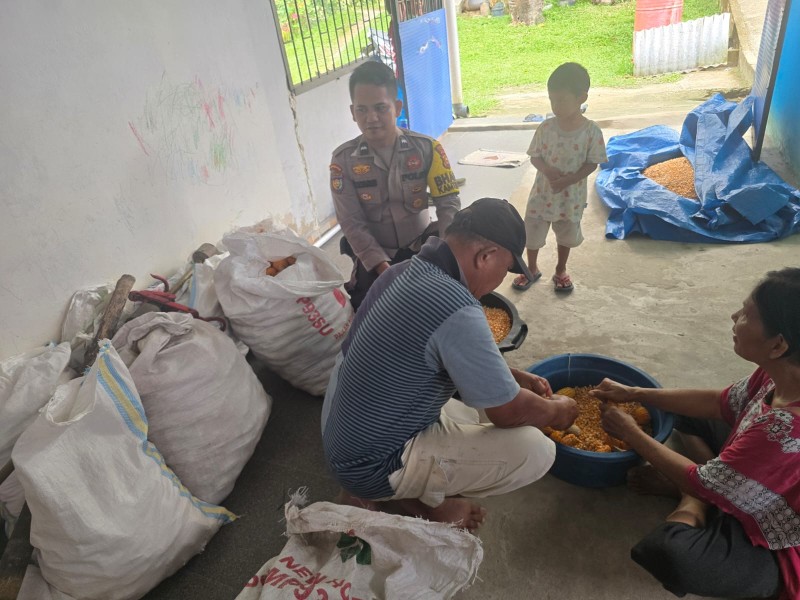 Bhabinkamtibmas Dampingi Kelompok Tani Minas Barat Lakukan Pemipilan Jagung Hasil Panen, Dukung Program Ketahanan Pangan