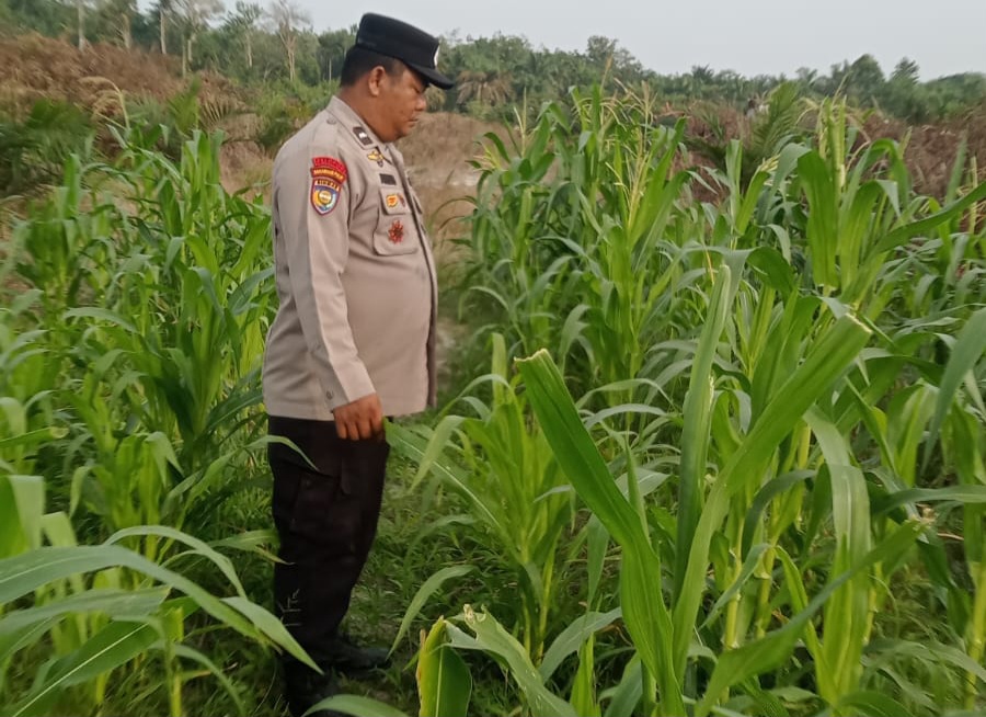 Polsek Minas Cek Perkembangan Jagung Pipil di Mandiangin, Tanaman Capai Tinggi 2 Meter