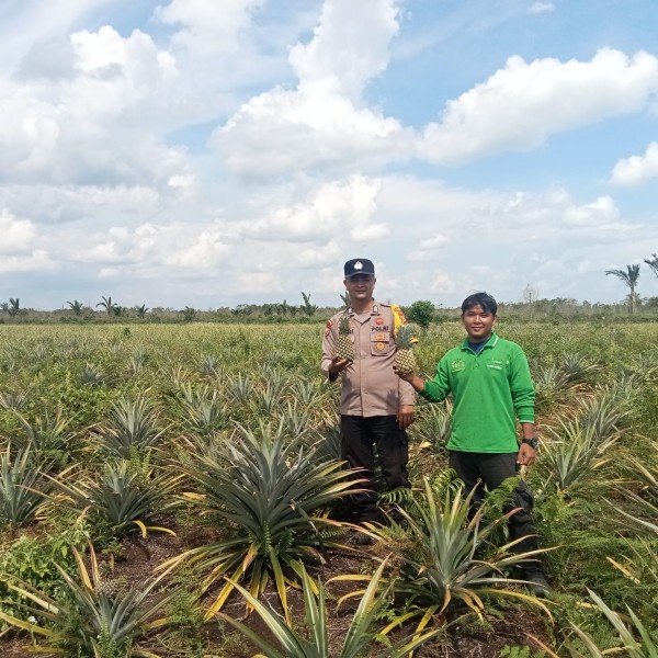 Polsek Tebing Tinggi Barat melakukan monitoring dan pembinaan tanaman nanas milik kelompok tani Pranap Lestari