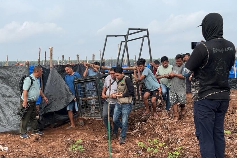 BBKSDA Riau Pasang Dua Kandang Jebak Usai Harimau Sumatera Kembali Tewaskan Pekerja HTI di Pelalawan