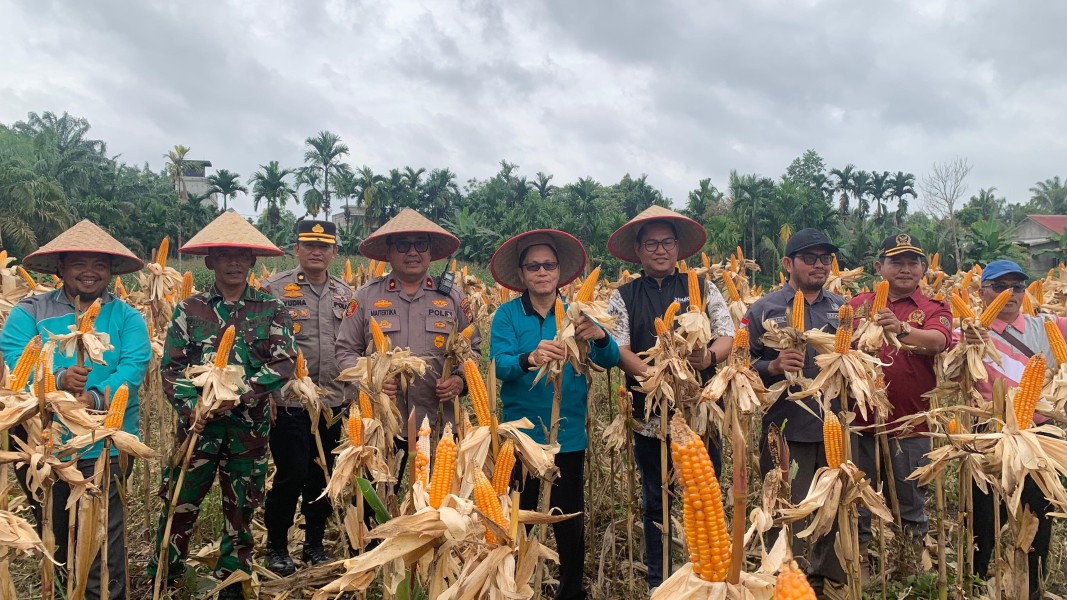 Panen Raya Jagung Serentak Dukung Swasembada Pangan Inhil 2026