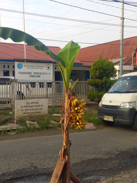 Pohon Pisang Berbuah di Tengah Jalan, Warga Tembilahan Heboh