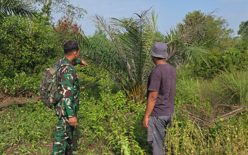 Babinsa Dumai Selatan Intensifkan Patroli Karhutla Sekaligus Dampingi Karya Nyata Jeruk Nipis