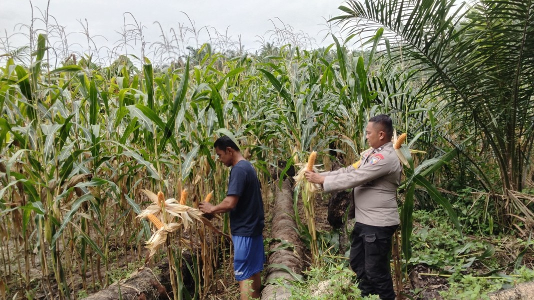 Bhabinkamtibmas Polsek Minas Cek Jagung Usia 97 Hari, Tanaman Tumbuh Subur dan Sebagian Siap Panen